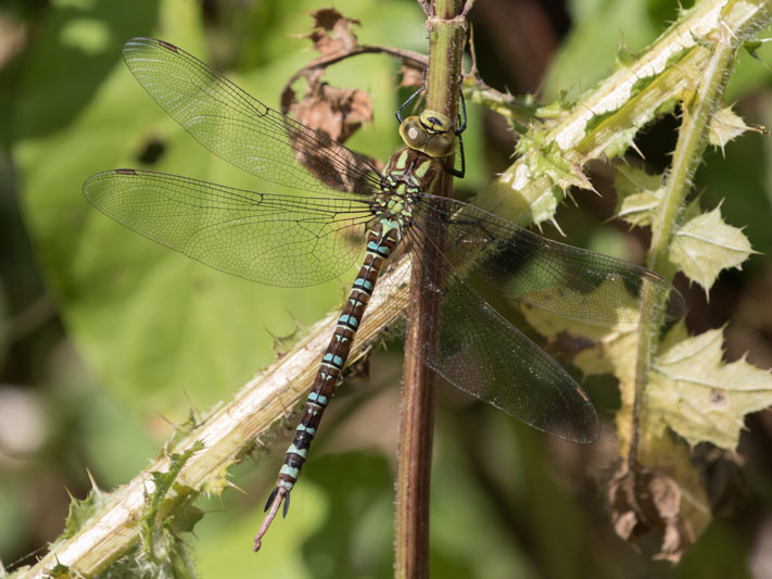 Aeshna cyanea androchrome female-1921.jpg