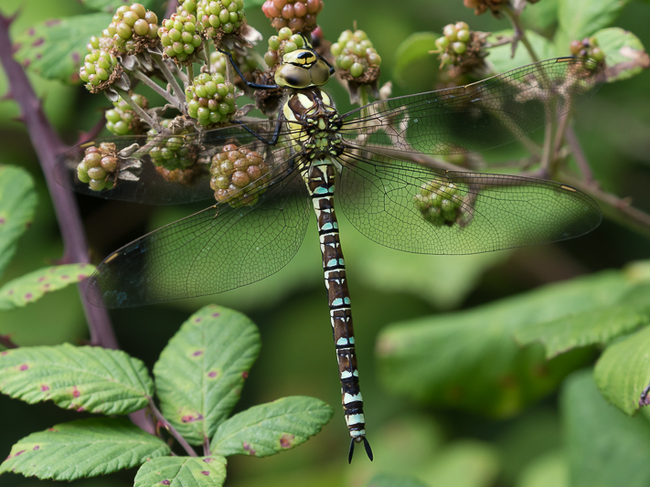 Aeshna cyanea androchrome female-2383.jpg