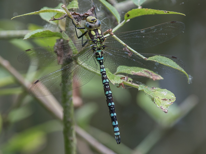 Aeshna cyanea blue male-2354.jpg