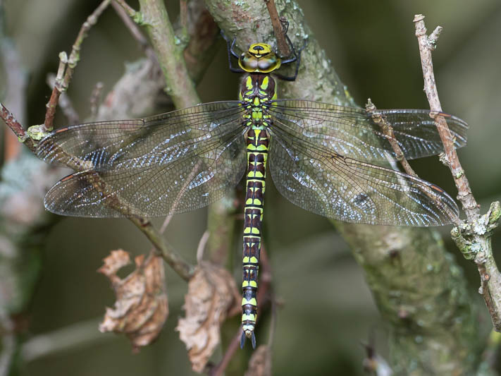 Aeshna cyanea female-202931.jpg