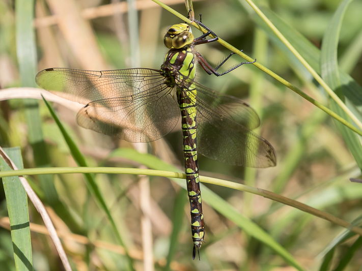 Aeshna cyanea female-2446.jpg