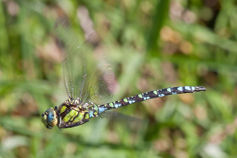 Aeshna cyanea in flight-2080.jpg