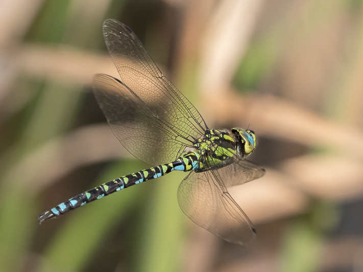 Aeshna cyanea in flight-2552.jpg