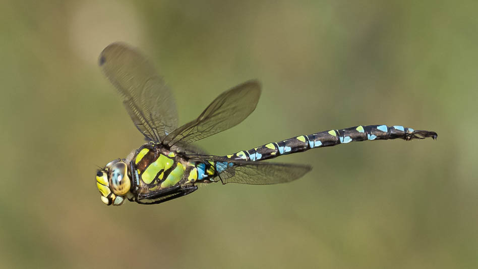 Aeshna cyanea male flight profile-213759.jpg