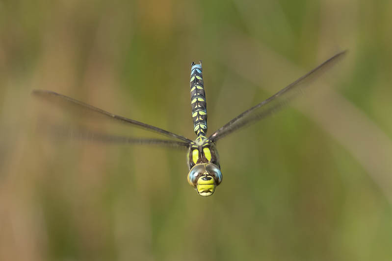 Aeshna cyanea male head on-.jpg