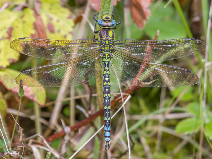 Aeshna cyanea male headlight blown-2439.jpg