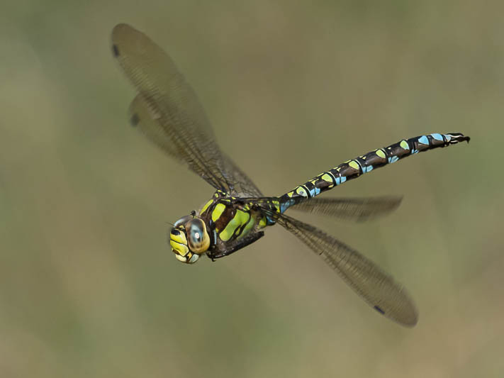 Aeshna cyanea male turning-.jpg