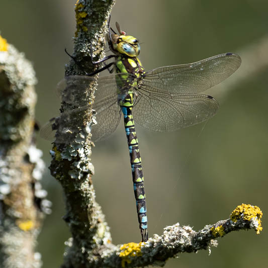 Aeshna cyanea male with lunch-.jpg