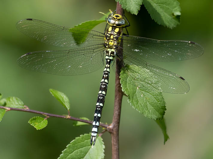 Aeshna cyanea male-.jpg