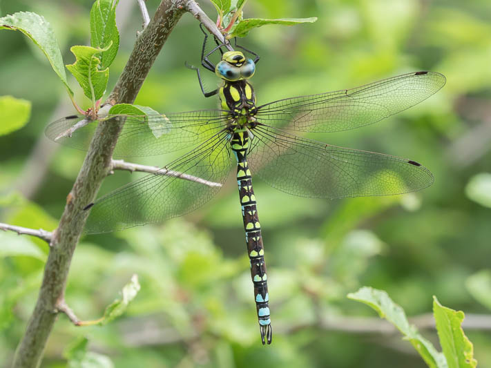 Aeshna cyanea male-190259.jpg