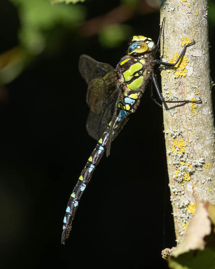 Aeshna cyanea male-200072.jpg