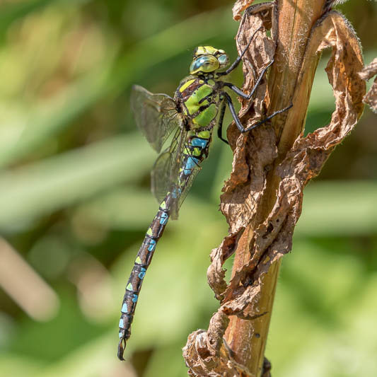 Aeshna cyanea male-2434.jpg