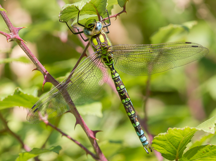 Aeshna cyanea male-4044.jpg