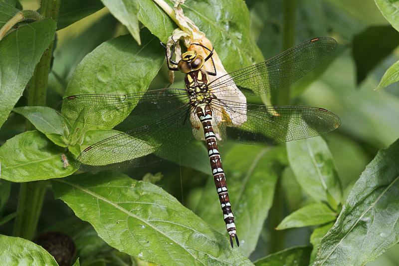 IMG_1843 Aeshna cyanea female.JPG