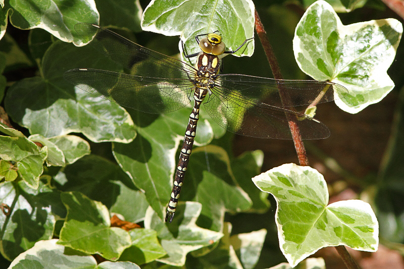 IMG_9339 Aeshna cyanea male.JPG