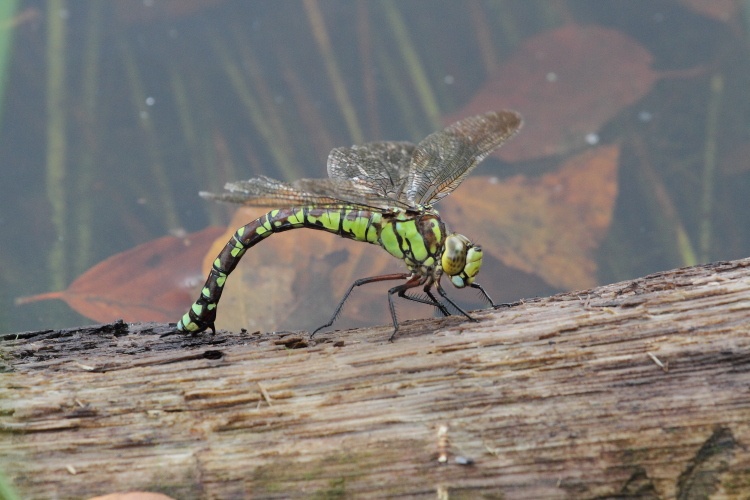 J01_0660 Southern Hawker ovipositing.JPG