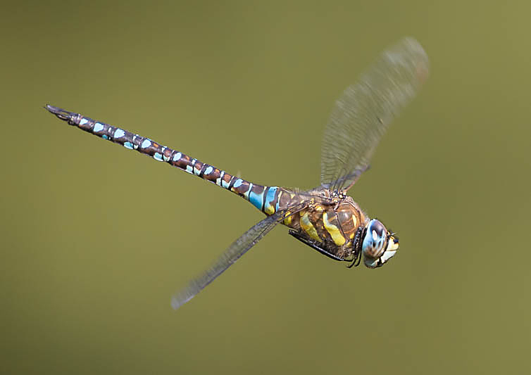 Aeshna mixta in flight-1270.jpg