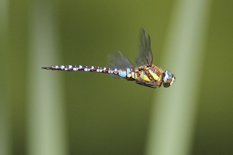 J01_4057 Aeshna mixta male.JPG