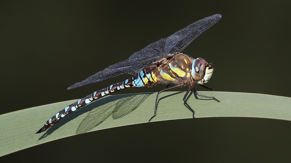 J17_2769 Aeshna mixta male.JPG