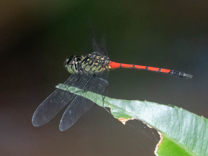 Agrionoptera insignis allogenes-1.jpg