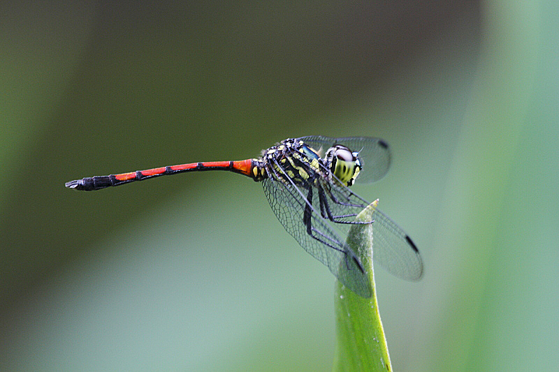 J01_1149 Agrionoptera insignis.JPG