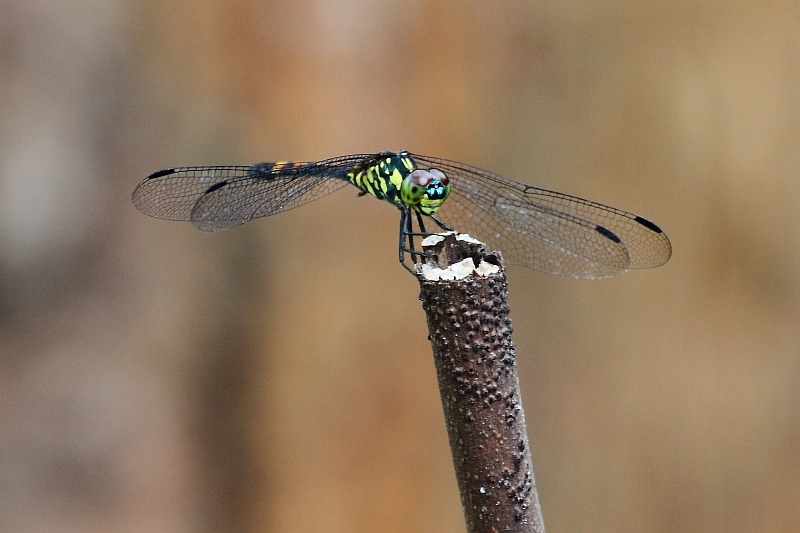 J01_1334 Agrionoptera insignis fem.JPG