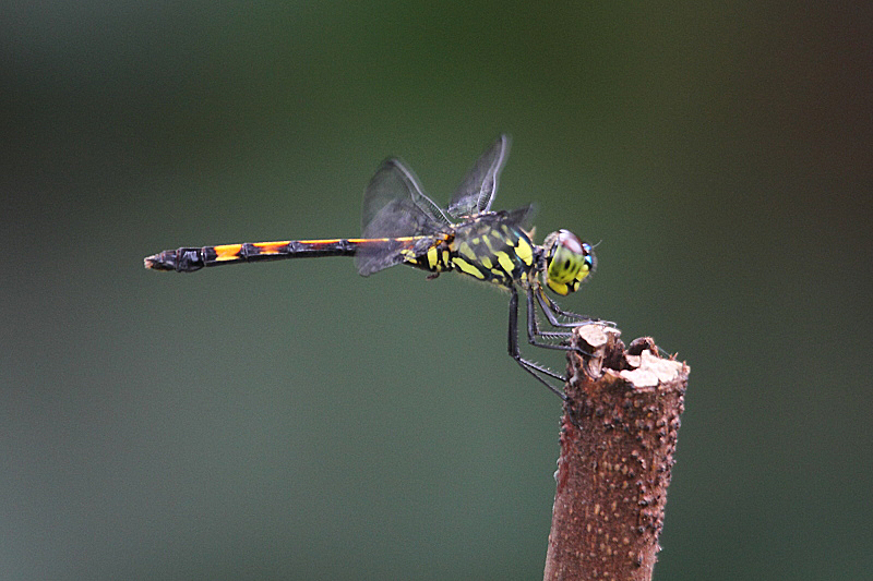 J01_1344 Agrionoptera insignis fem.JPG