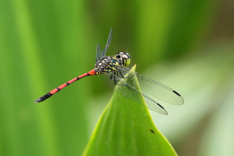 _MG_4147 Agrionoptera insignis.JPG