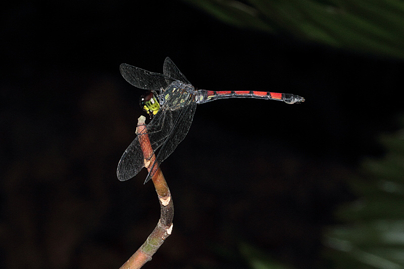 _MG_4333 Agrionoptera insignis fem.JPG