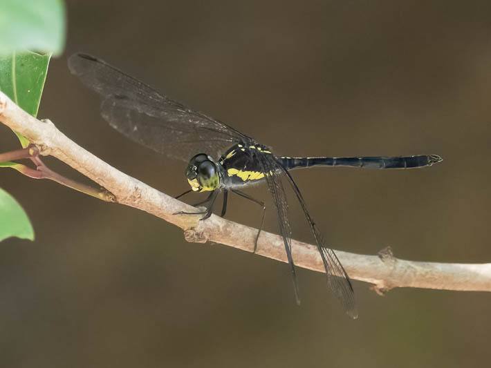 Agrionoptera longitudinalis biserialis male-1.jpg