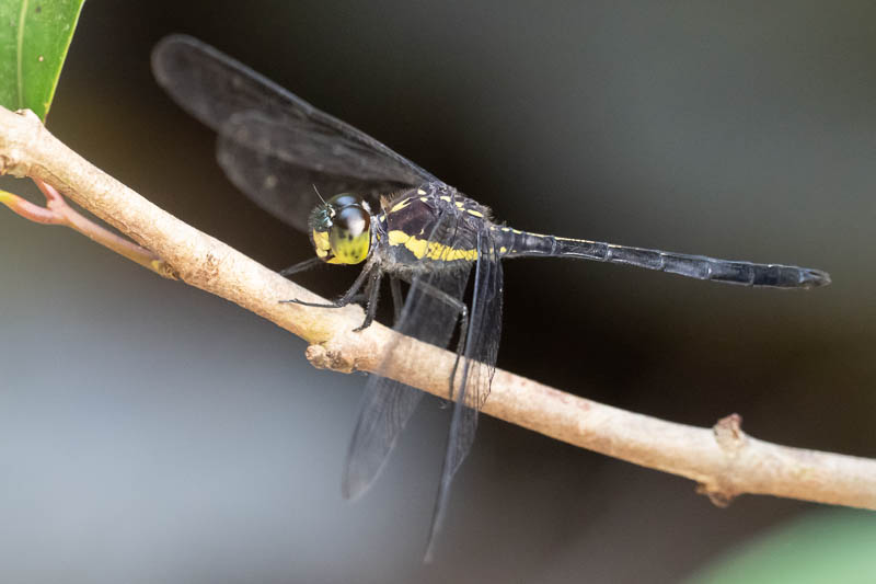 Agrionoptera longitudinalis biserialis male-2.jpg