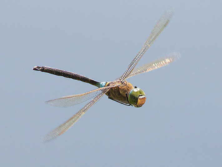 Anax parthenope-0908.jpg