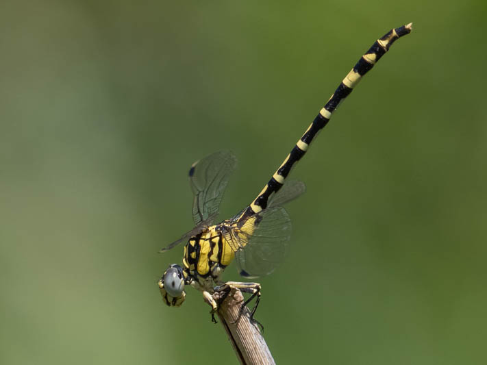 Antipodogomphus proselythus female-1.jpg