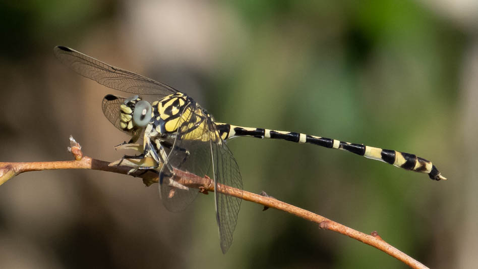 Antipodogomphus proselythus male-1.jpg