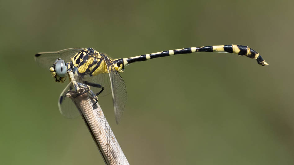 Antipodogomphus proselythus male-2.jpg