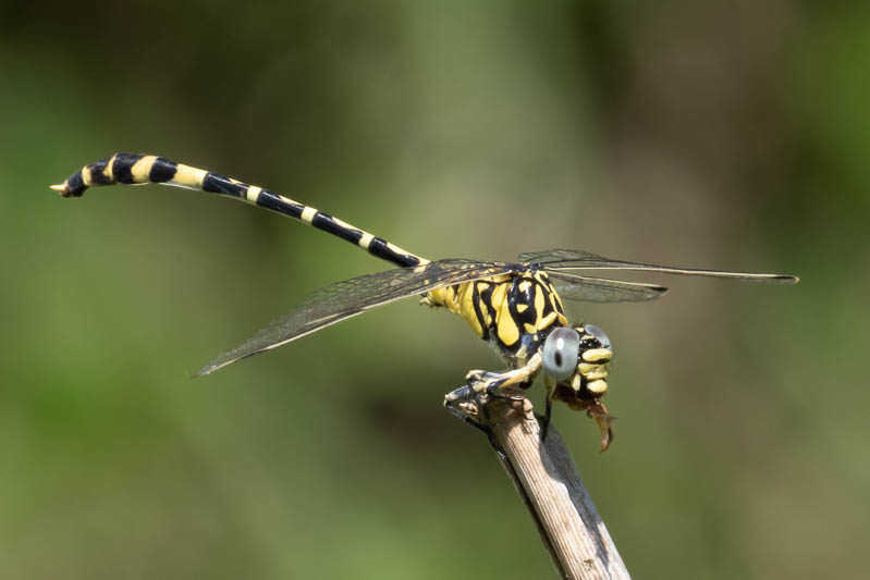 Antipodogomphus proselythus male-3.jpg