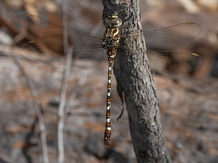 Austroaeschna speciose female-1.jpg