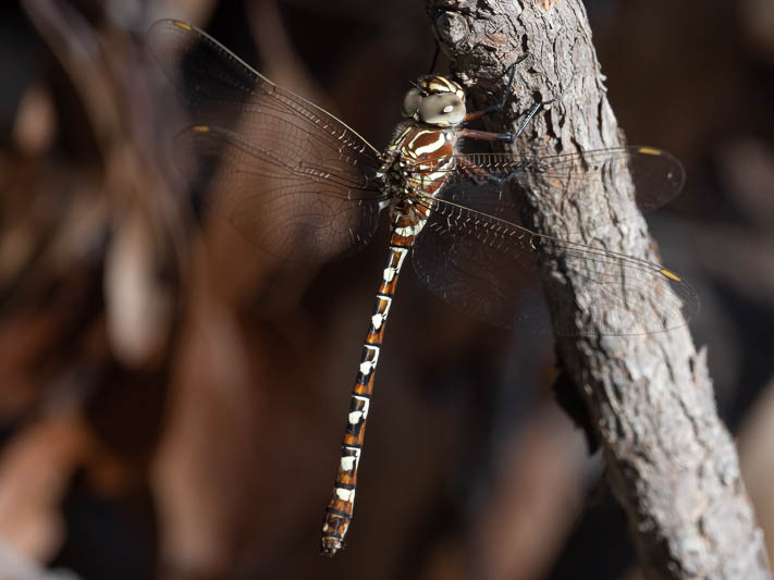 Austroaeschna speciose female-2.jpg