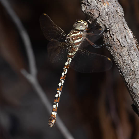 Austroaeschna speciose female-3.jpg