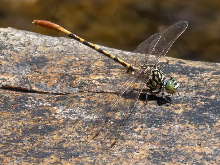 Austroepigomphus turneri male-1.jpg