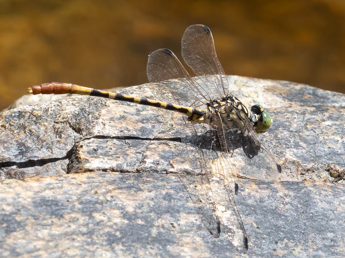 Austroepigomphus turneri male-2.jpg