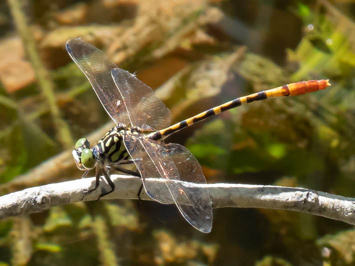 Austroepigomphus turneri male-3.jpg