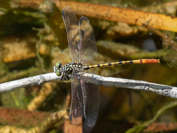 Austroepigomphus turneri male-4.jpg