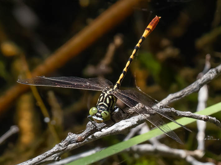 Austroepigomphus turneri male-5.jpg