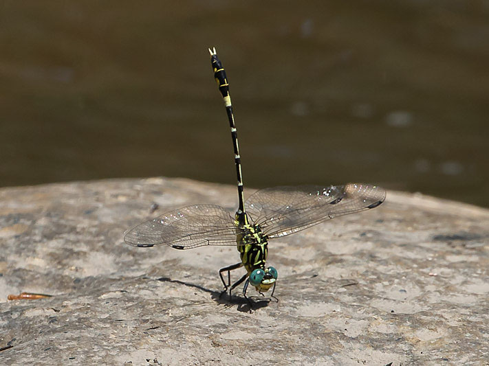 Austrogomphus cornutus male-3197.jpg