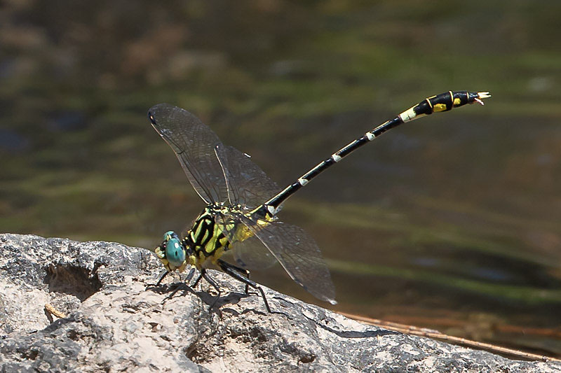 Austrogomphus cornutus male-3198.jpg