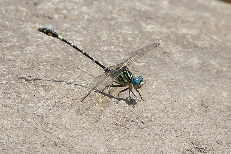 Austrogomphus cornutus male-3201.jpg