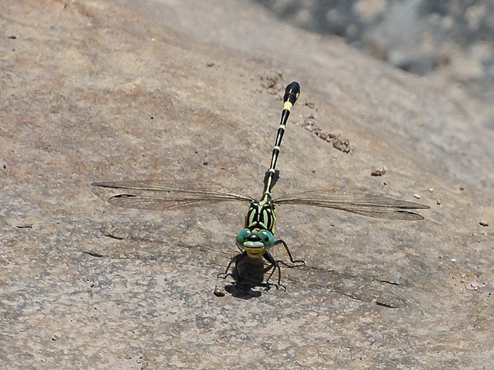 Austrogomphus cornutus male-3202.jpg