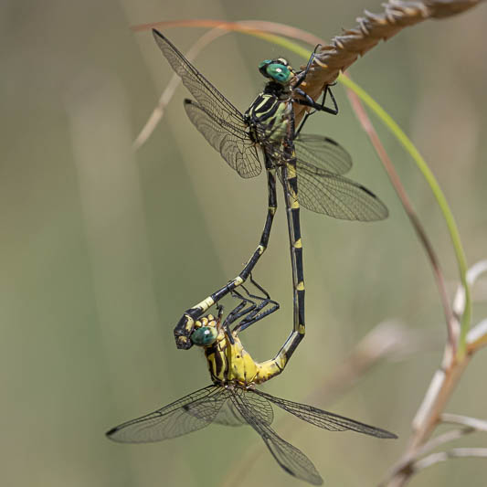 Austrogomphus divaricatus in cop-1.jpg