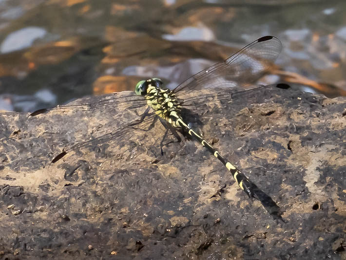 Austrogomphus divaricatus male-2.jpg